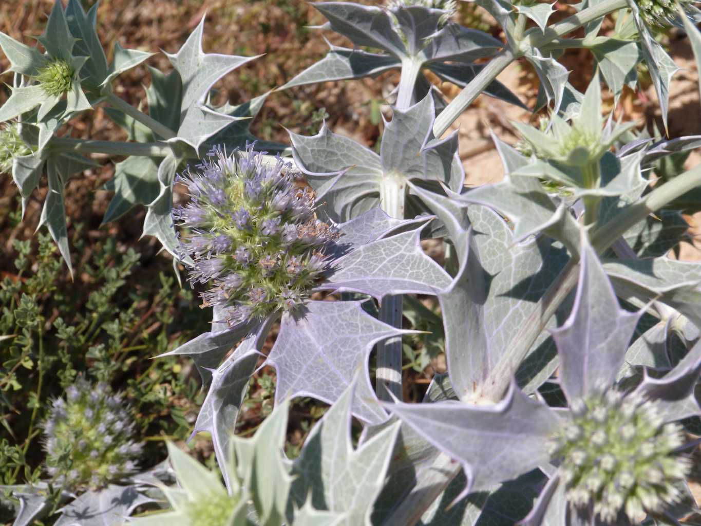 Eryngium maritimum con foglie violacee